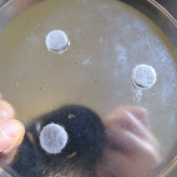 Vintage Metzke Pewter Holiday Metal Tin TARNISHED Bells & Holly Winter Christmas - Picture 4 of 8